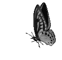 griffonbutterfly