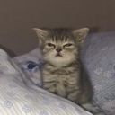 A small gray tabby kitten sitting on a bed with a squinting, judgmental facial expression.