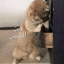 A ginger cat stands on its hind legs peering into an open wooden drawer.