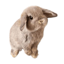 brownbunny custom emote from ╰ ხαხι ხυnnιεs