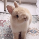 bunyc2 Discord Emoji | ╰ ხαხι ხυnnιεs