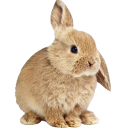 bunny custom emote - ╰ ხαხι ხυnnιεs