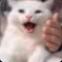 White cat with an open mouth expression being held by a hand giving a thumbs up gesture.