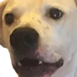 kadWot