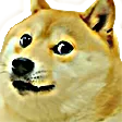 koguDog