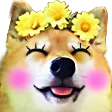koguGasm koguGasm