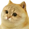 hisoCate