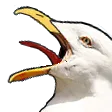 seagCaw