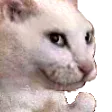 fishipBad