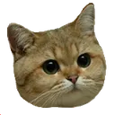 kitteh