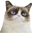 grumpycat