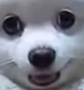 pup