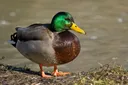 ducky