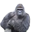 Harambe_1 Harambe_1