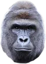 harambe harambe