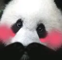 pandaLewd