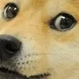 doge