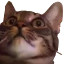 crashface