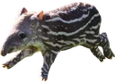 tapir_alpha tapir_alpha