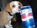 pepsidog