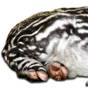 tapir1