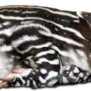 tapir2