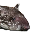 tapir3