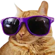 CoolCat