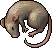 rat