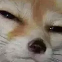 SuspiciousFennec