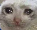 sadcat