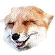 SleepyFox SleepyFox