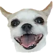 HappoDoggo