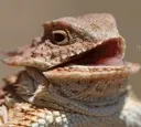 HEHE