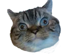 meow