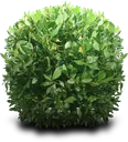 BFshrub
