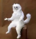 persian persian