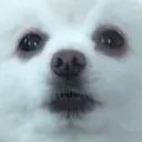 gabe
