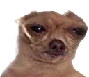 saddog3