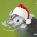 seal