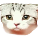 taymeredith taymeredith