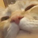 ech