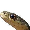 snek