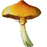 shrooms