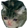 sadcat sadcat