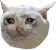 FeelsCatMan