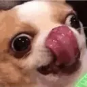 ihasthedumb