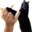 catfight
