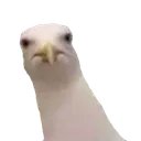 wotm8 wotm8