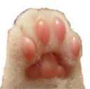 toebeans